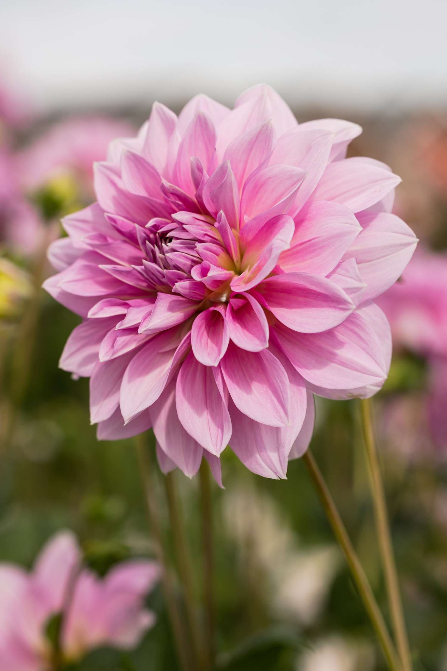 Daalia 'Lavender Perfection'